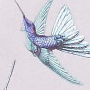 Satin Humminbird Lace Chemise