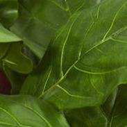 Fiddle Leaf Tree in Planter