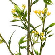 Yellow Green