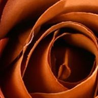 Brown Rose and Hydrangea Bouquet