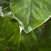 Magnolia Leaf Plant in Planter
