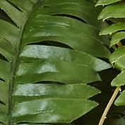 Boston Fern Hanging Basket