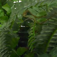 Boston Fern Silk Plant with Urn