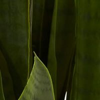 Sansevieria and Black Planter Plant