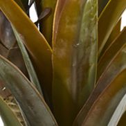 Yucca Tree in Decorative Planter