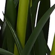 White Daffodil in Ceramic Pot