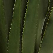 Spiked Agave Plant in Planter Indoor/Outdoor