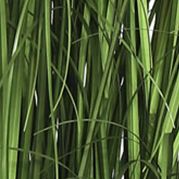 Potted Green Foxtail Grass