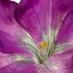 Large Mixed Morning Glory with Vase