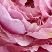 Assorted Peony and Hydrangea Teardrop