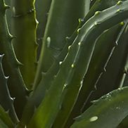 Aloe Succulent Plant in Decorative Planter