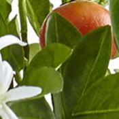 Potted Orange Tree