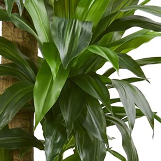 5.5 Foot Cornstalk Dracaena Artificial Plant in Slate Planter (Real Touch)