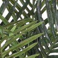 6.5-Foot Golden Cane Palm Silk Tree