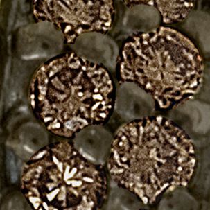 Chocolatier® 1/3 ct. t.w. Chocolate Diamonds® & 3/8 ct. t.w. Vanilla Diamonds™ Ring in 14k Honey Gold™