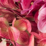 Dusty Mauve Hydrangea Bundle Bouquet