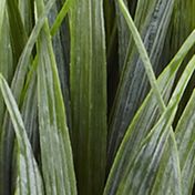 Vanilla Grass in Rectangular Planter