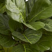 Fiddle Leaf Fig Tree