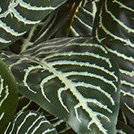 Assorted Greens Plant in Planter