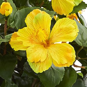 Hibiscus Artificial Plant