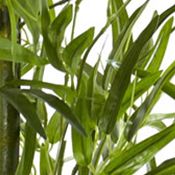 Bamboo Tree with Planter,  Indoor/Outdoor