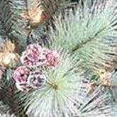 7 Foot Glitter Mixed Pine Tree