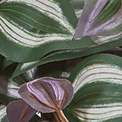 Wandering Jew Plant in Vintage Metal Hanging Planter