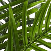 Areca Palm Tree