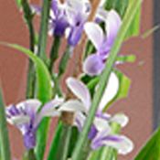Lavender Green