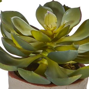 Set of 4 Mixed Succulent Artificial Plants