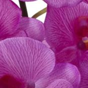 Phalaenopsis with Decorative Vase Silk Flower Arrangement 