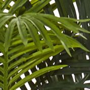 Golden Cane Palm Tree in Decorative Planter