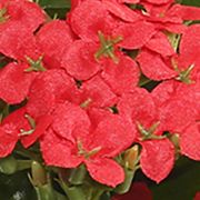 Red Kalanchoe Bush