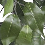 3-Foot Ficus Silk Tree