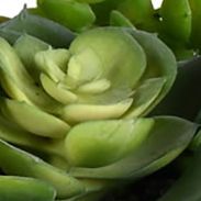 Succulent Arrangement