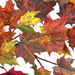 60 in Maple Leaf Garland