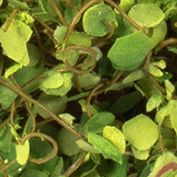 Mini Leaves Hanging Basket