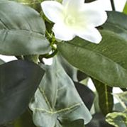 Stephanotis Topiary with Planter