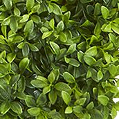 Boxwood Wall Decoration Indoor/Outdoor