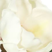 Cream Magnolia Floral Stem