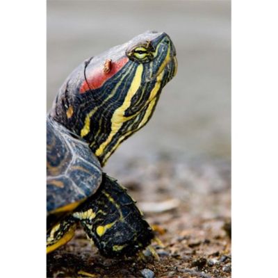 Posterazzi Pddcn02Pcl0101 Red-Eared Pond Slider Turtle British Columbia Poster Print By Paul Colangelo - 17 X 26 In
