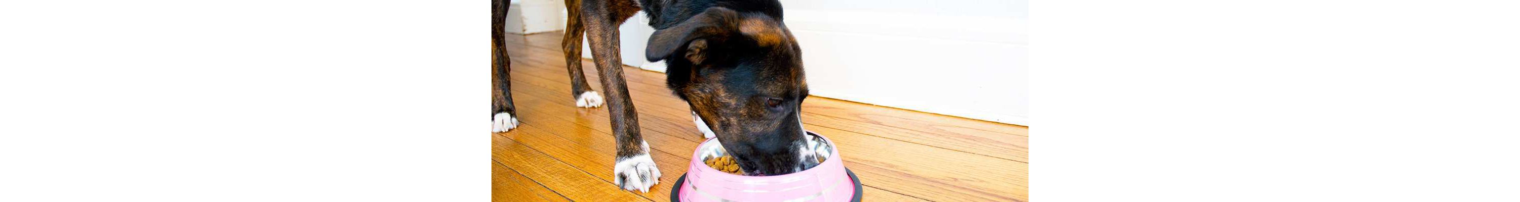2 Pack Color Splash Stripe Non-Skid Pet Bowl for Dog or Cat - Black - 16 oz - 2 cup