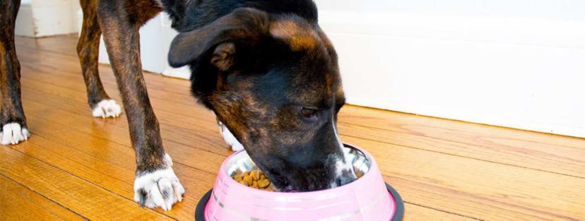 2 Pack Color Splash Stripe Non-Skid Pet Bowl for Dog or Cat - Black - 16 oz - 2 cup