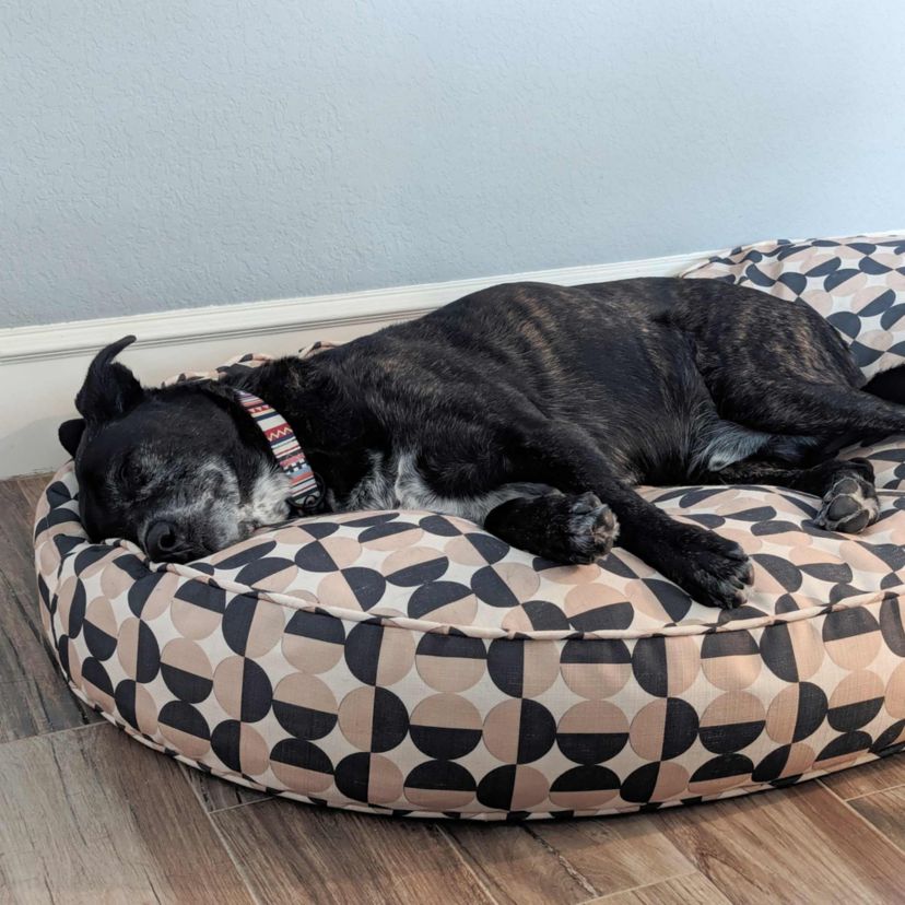 Oval Lounger Bed