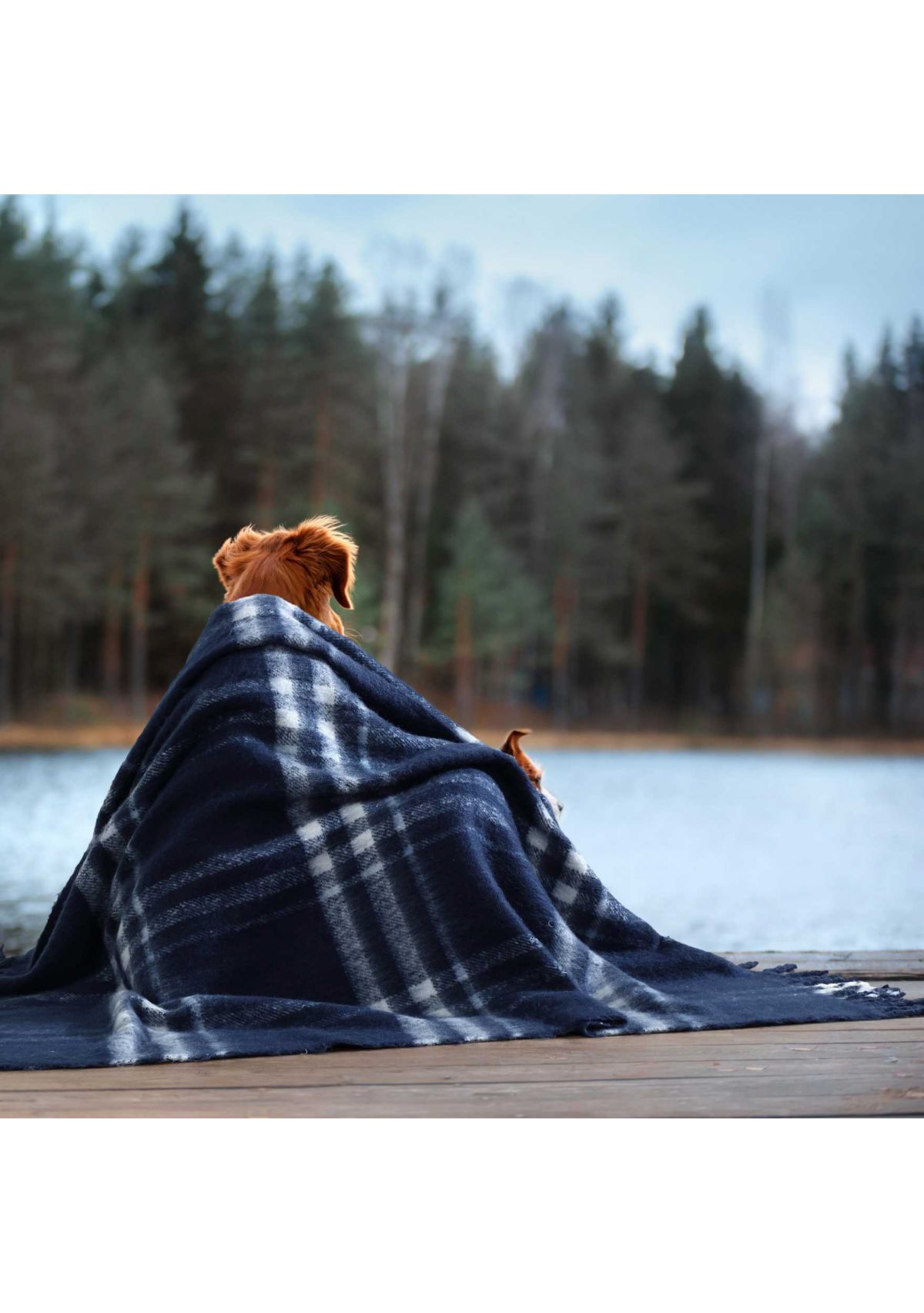 Ryan Cove Plaid Microfiber Throw