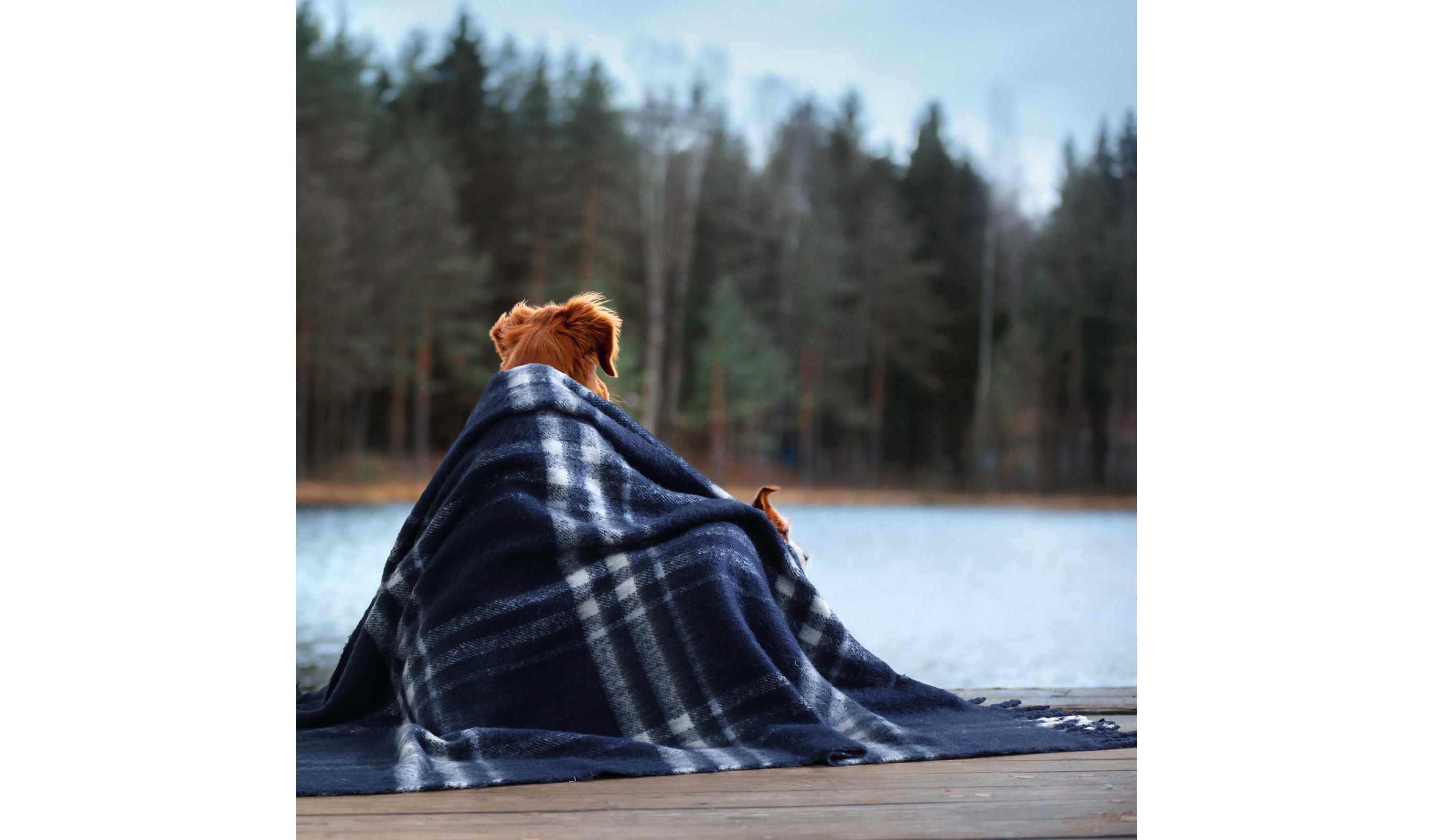 Ryan Cove Plaid Microfiber Throw