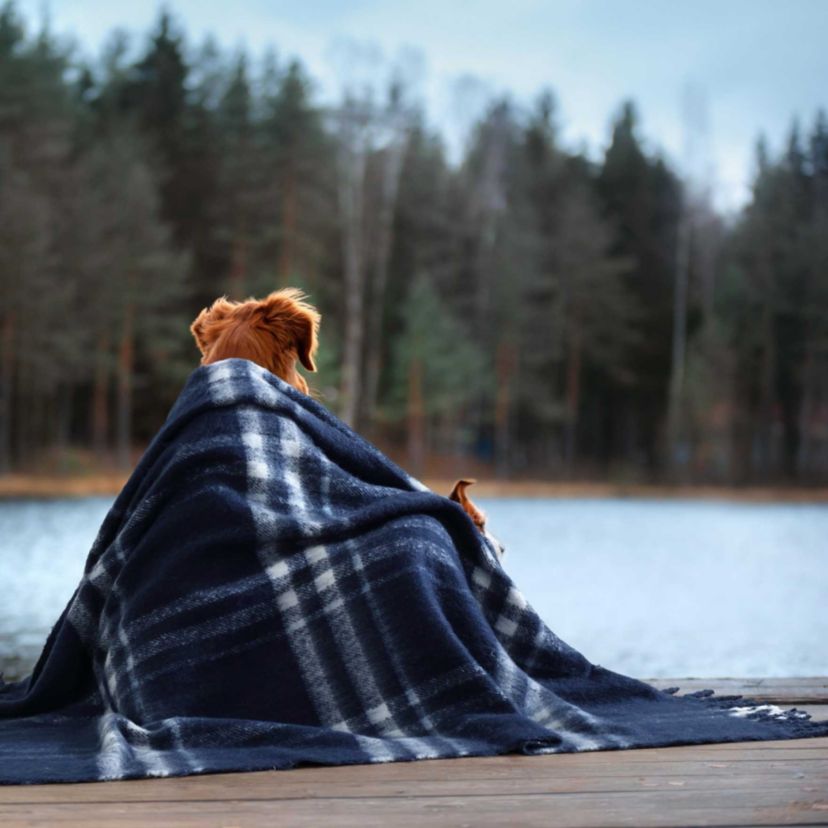 Ryan Cove Plaid Microfiber Throw