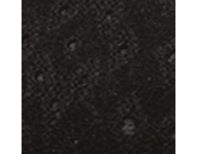Black Foral Dot Fabric