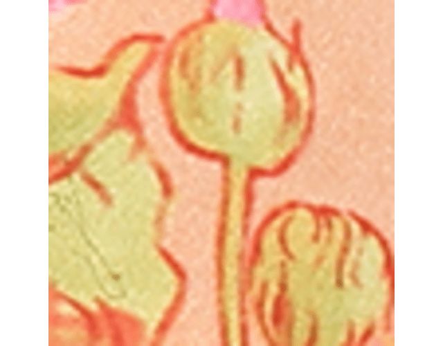 Apricot Haze Floral Satin
