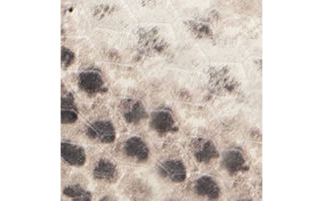 Roccia Printed Snake Faux Leather